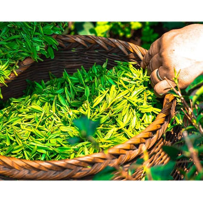 ECO Amenities 60 Pcs, 4-Piece Travel Size Toiletries Kit, Includes Small Bar Soap, 2 in 1 Hotel Shampoo and Conditioner Supplies for Guests, Body Lotion, Travel Toothbrush Set with Toothpaste, 15 Kits